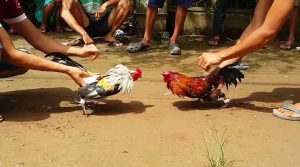 Đá gà tại Campuchia luôn được mọi người quan tâm, lựa chọn
