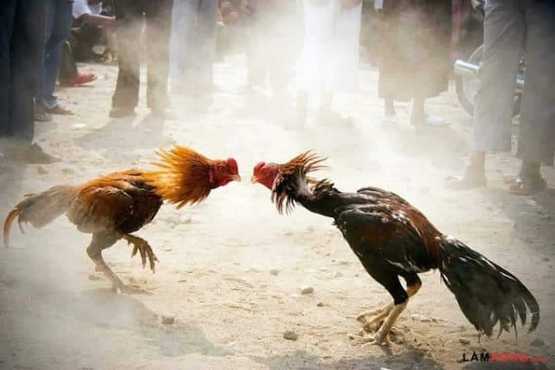 Tham khảo lịch sử trận đấu gà Campuchia để biết thực lực của gà chiến